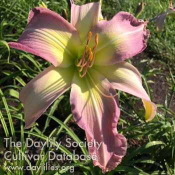 Himalayan Pink